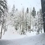 Pine Forest Magic * Bjelašnica