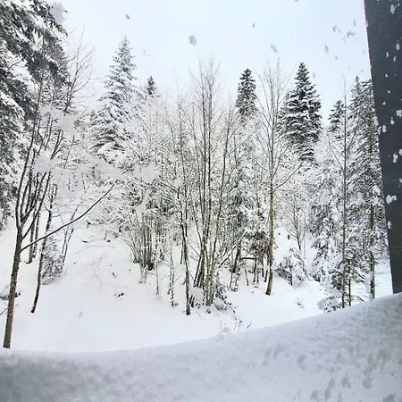Pine Forest Magic * Bjelasnica