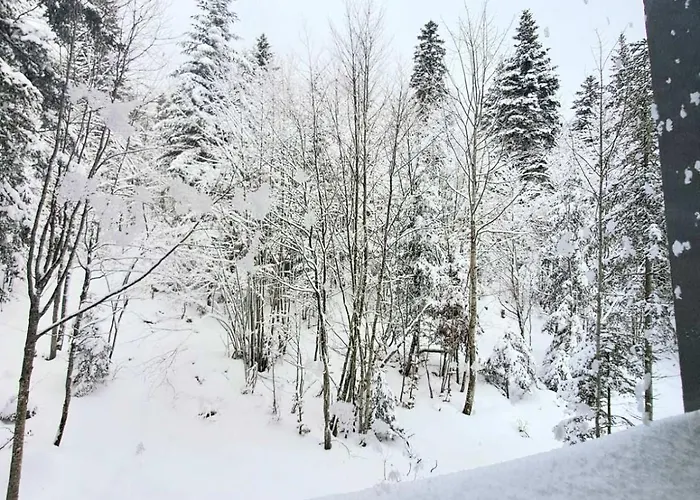 Pine Forest Magic * Bjelasnica